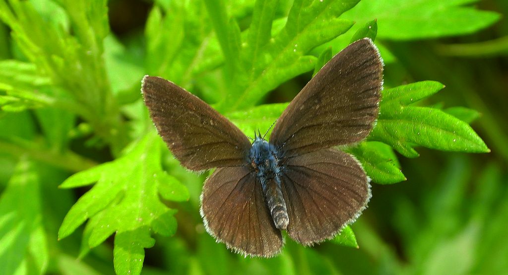 Modraszek aleksis (Glaucopsyche alexis)