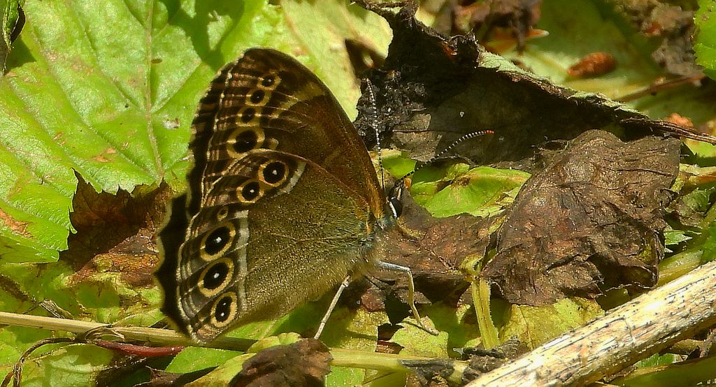 Osadnik wielkooki (Lopinga achine)