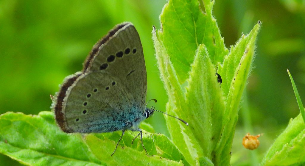 Modraszek aleksis (Glaucopsyche alexis)
