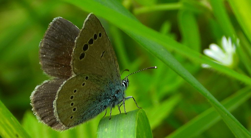 Modraszek aleksis (Glaucopsyche alexis)