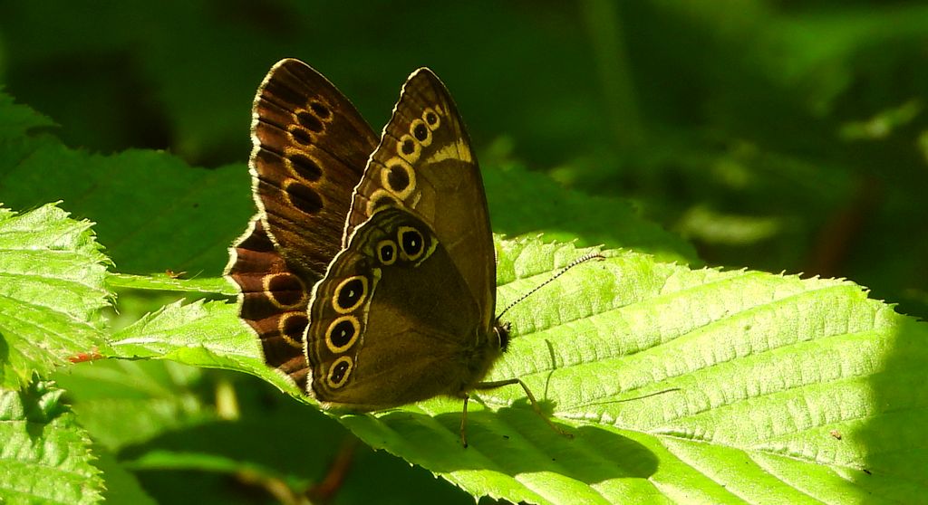 Osadnik wielkooki (Lopinga achine)