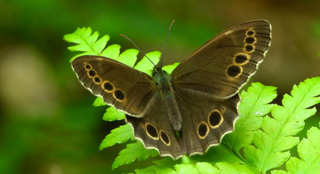 Osadnik wielkooki (Lopinga achine)