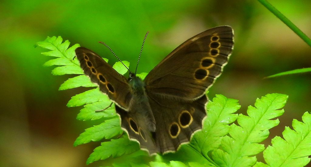 Osadnik wielkooki (Lopinga achine)