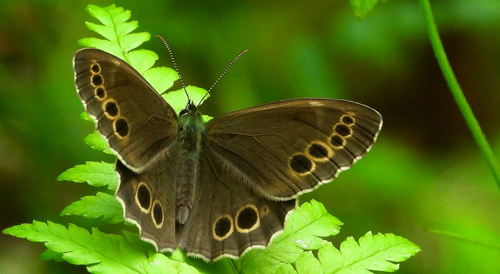 Osadnik wielkooki (Lopinga achine)