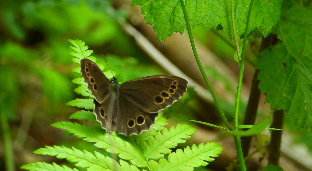 Osadnik wielkooki (Lopinga achine)