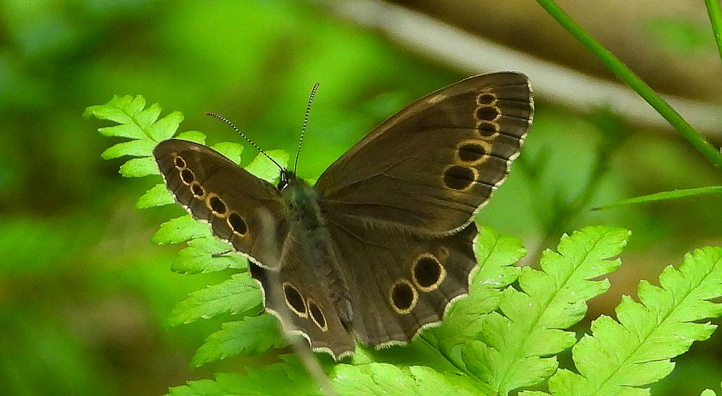Osadnik wielkooki (Lopinga achine)