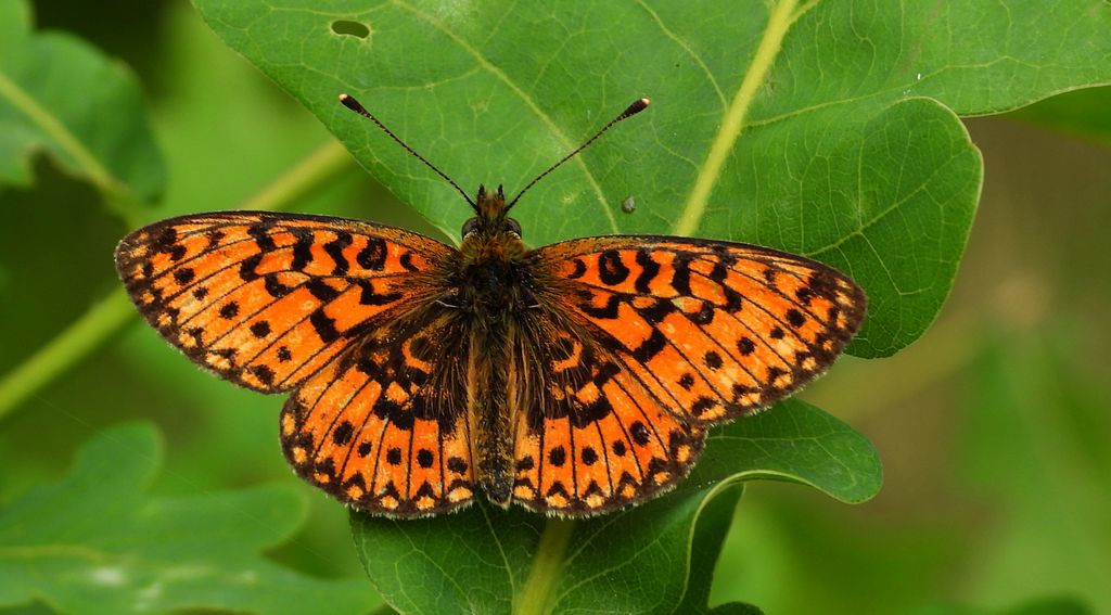 Dostojka selene, perłowiec selene (Boloria selene)