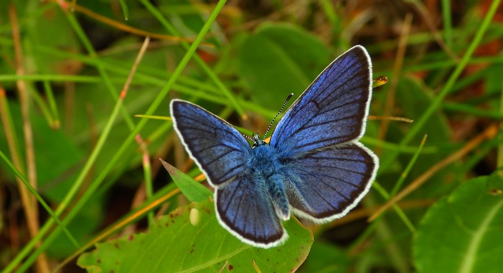 Modraszek semiargus (Polyommatus semiargus)