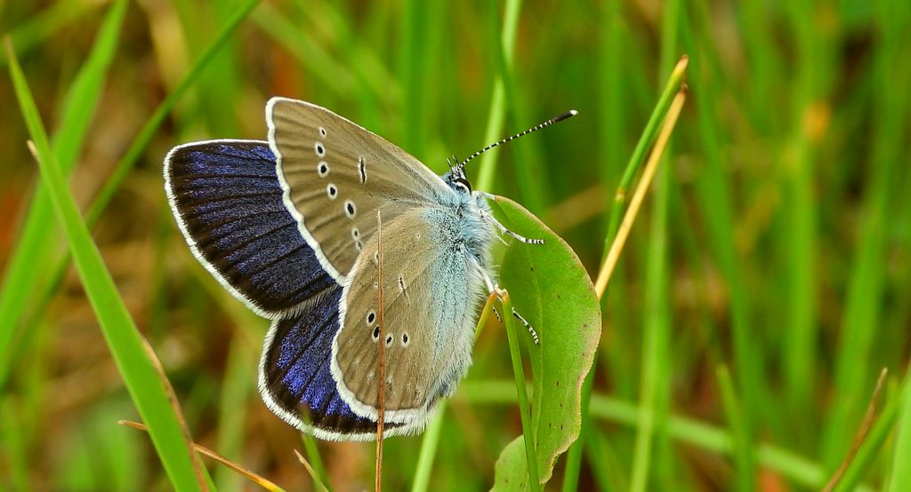 Modraszek semiargus (Polyommatus semiargus)