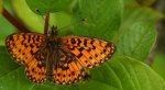 Dostojka selene, perłowiec selene (Boloria selene)