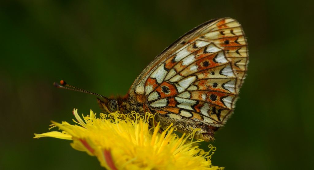 Dostojka selene, perłowiec selene (Boloria selene)