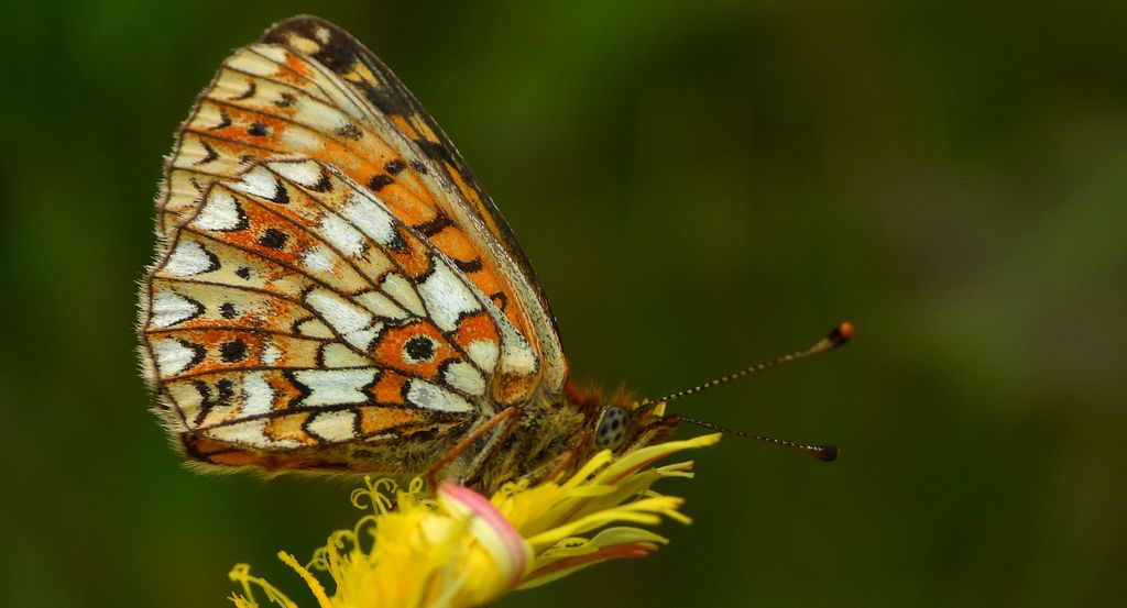 Dostojka selene, perłowiec selene (Boloria selene)