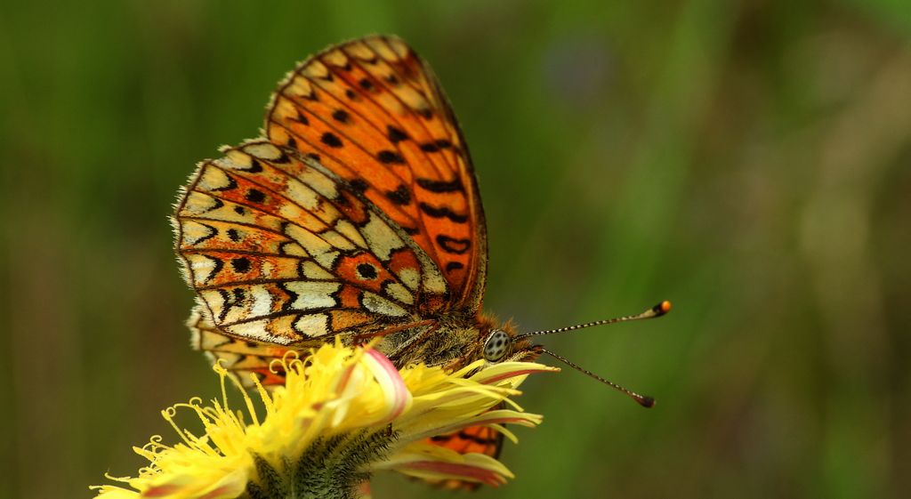 Dostojka selene, perłowiec selene (Boloria selene)