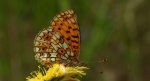 Dostojka selene, perłowiec selene (Boloria selene)