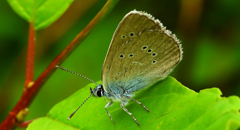 Modraszek semiargus (Polyommatus semiargus)
