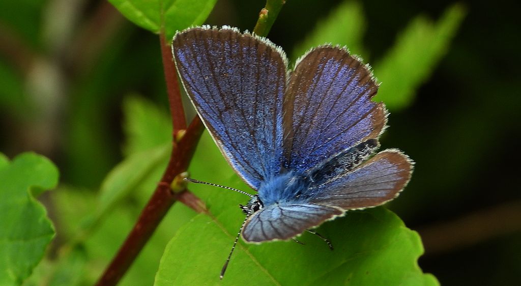 Modraszek semiargus (Polyommatus semiargus)