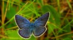 Modraszek semiargus (Polyommatus semiargus)