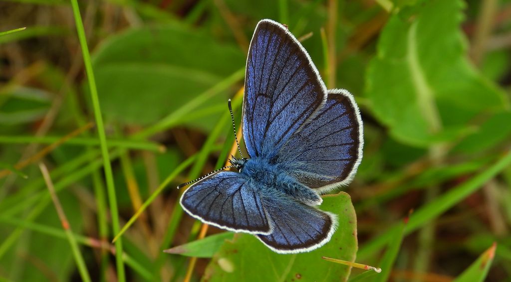 Modraszek semiargus (Polyommatus semiargus)