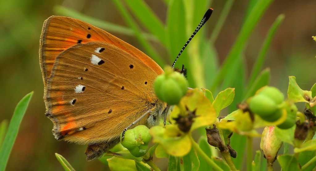 Czerwończyk dukacik (Lycaena virgaureae)