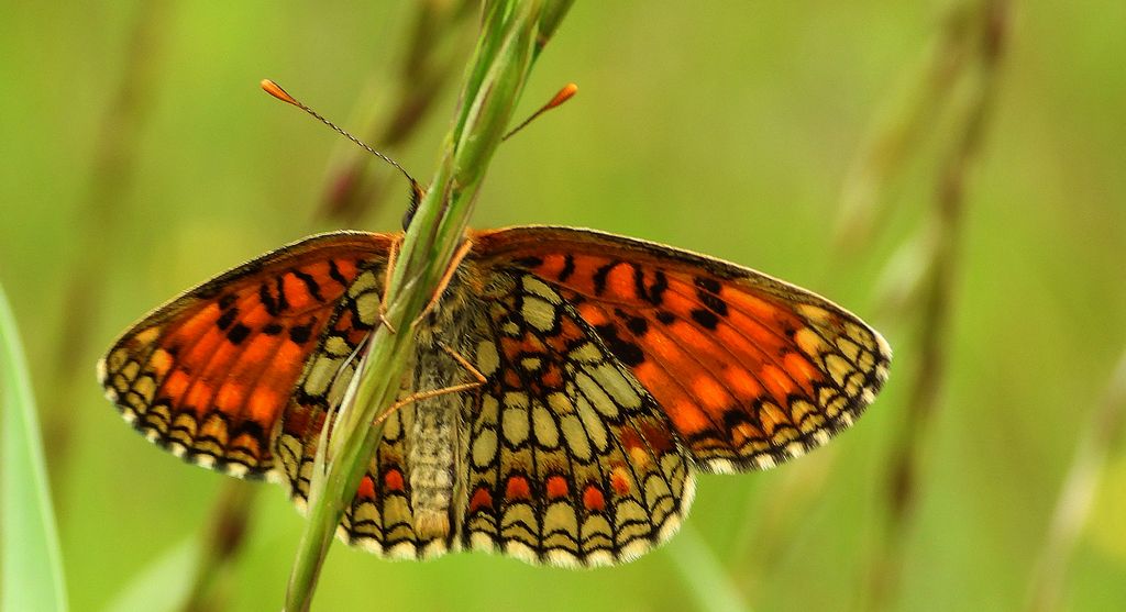Przeplatka atalia (Melitaea athalia)