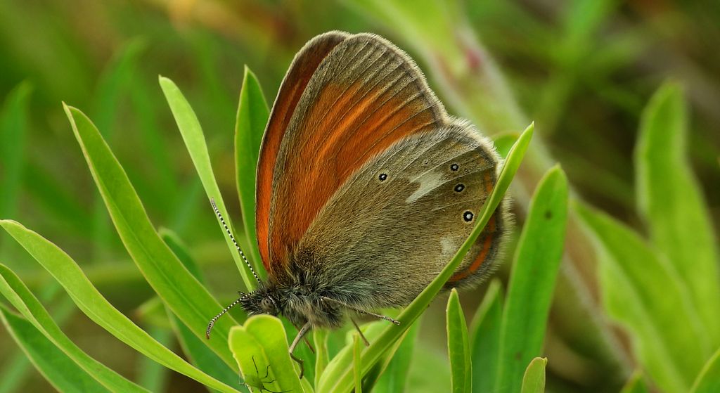 Strzępotek glicerion (Coenonympha glycerion)