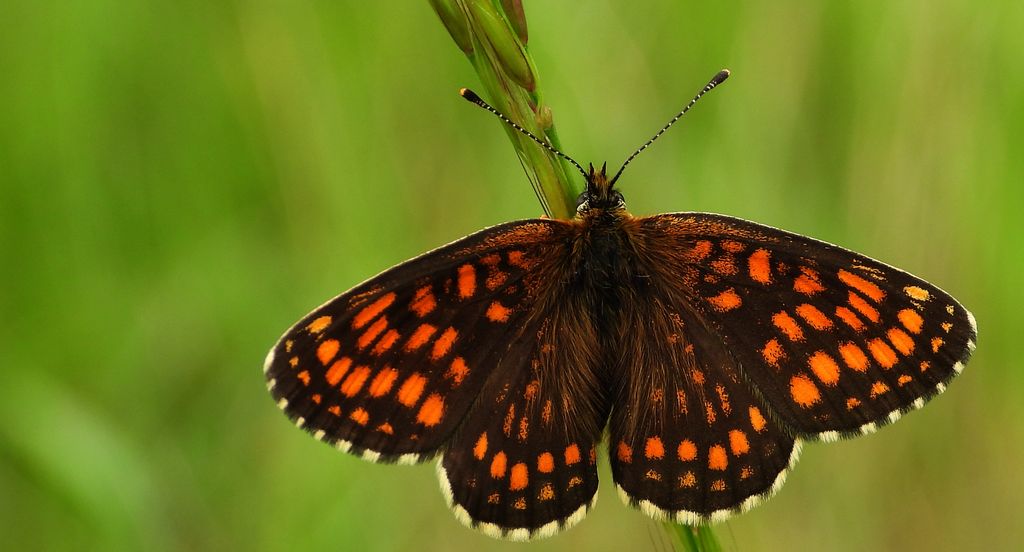 Przeplatka atalia (Melitaea athalia)
