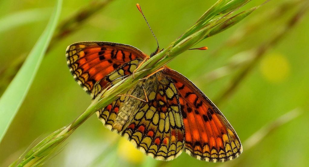 Przeplatka atalia (Melitaea athalia)