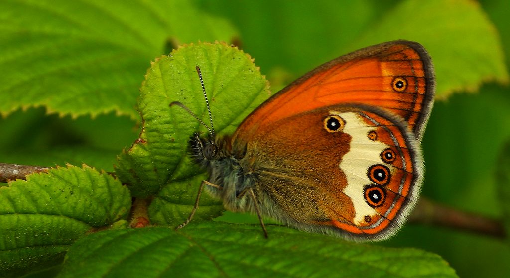 Strzępotek perełkowiec (Coenonympha arcania)