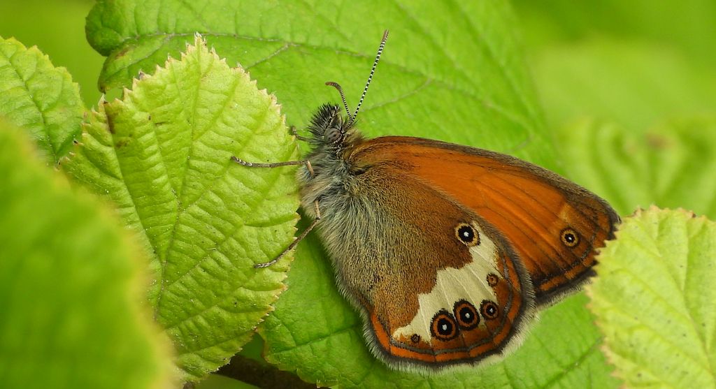 Strzępotek perełkowiec (Coenonympha arcania)