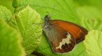Strzępotek perełkowiec (Coenonympha arcania)