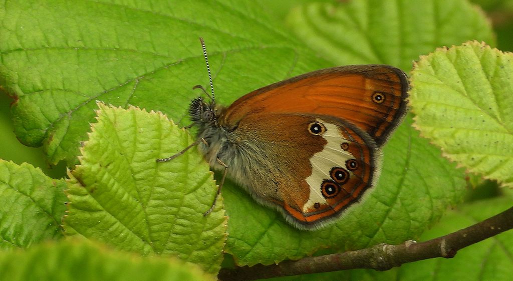 Strzępotek perełkowiec (Coenonympha arcania)