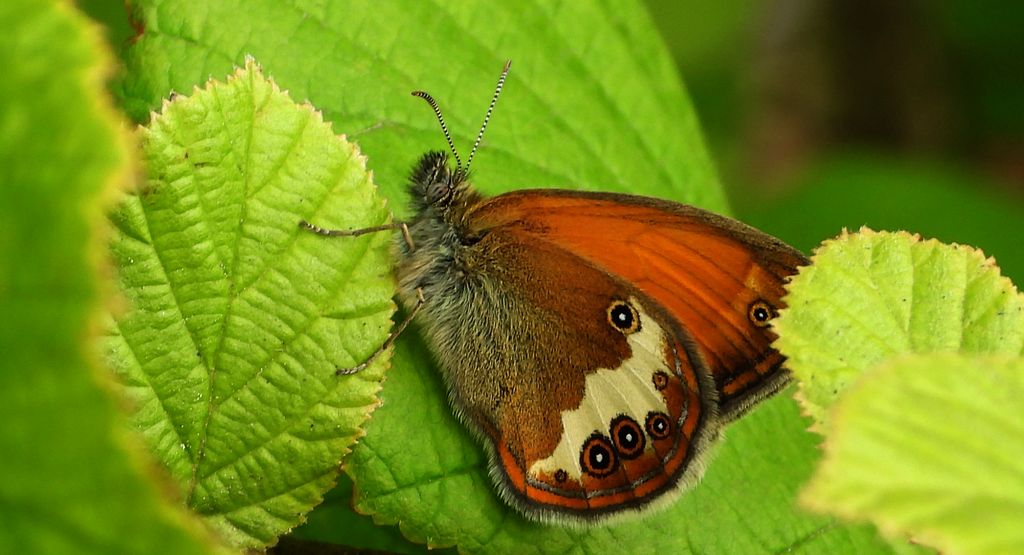 Strzępotek perełkowiec (Coenonympha arcania)