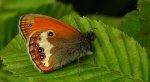 Strzępotek perełkowiec (Coenonympha arcania)