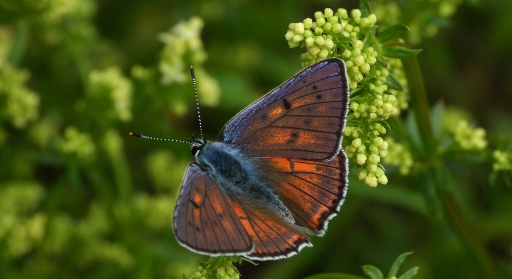 Czerwończyk zamgleniec (Lycaena alciphron)