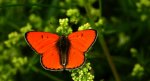Czerwończyk nieparek, czerwończyk większy (Lycaena dispar)