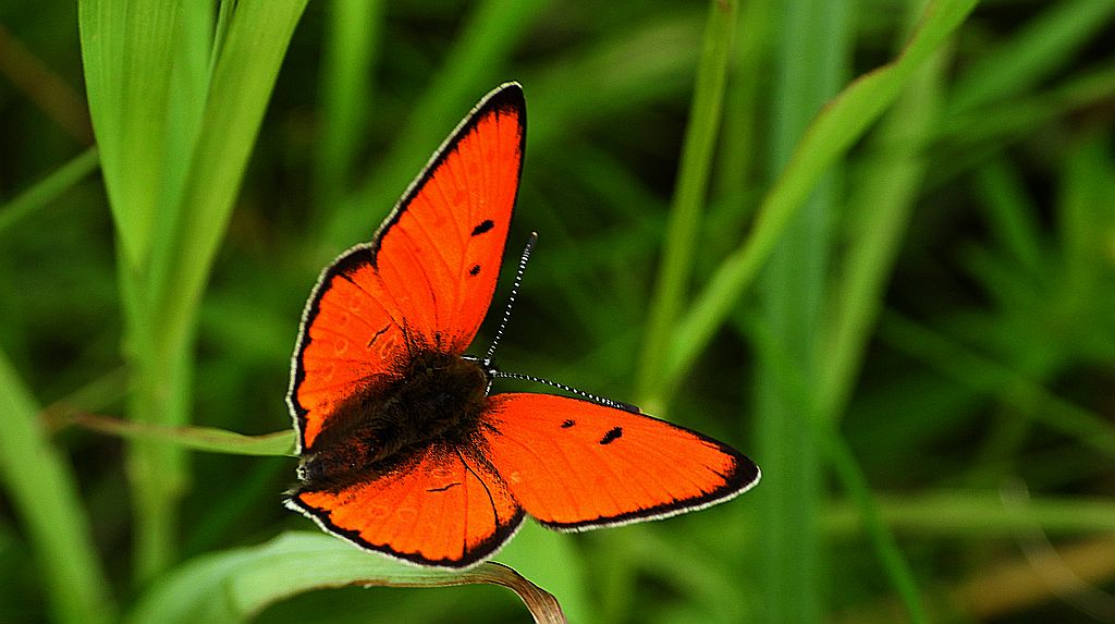 Czerwończyk nieparek, czerwończyk większy (Lycaena dispar)