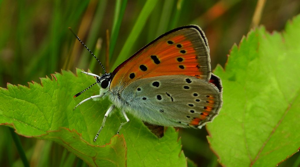 Czerwończyk nieparek, czerwończyk większy (Lycaena dispar)