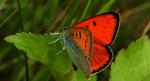 Czerwończyk nieparek, czerwończyk większy (Lycaena dispar)