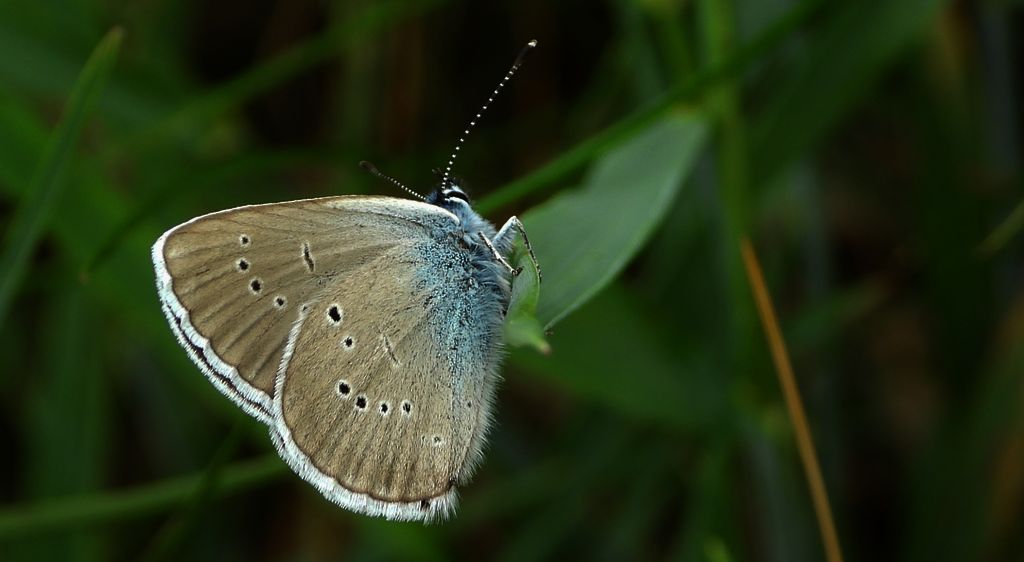 Modraszek semiargus (Polyommatus semiargus)