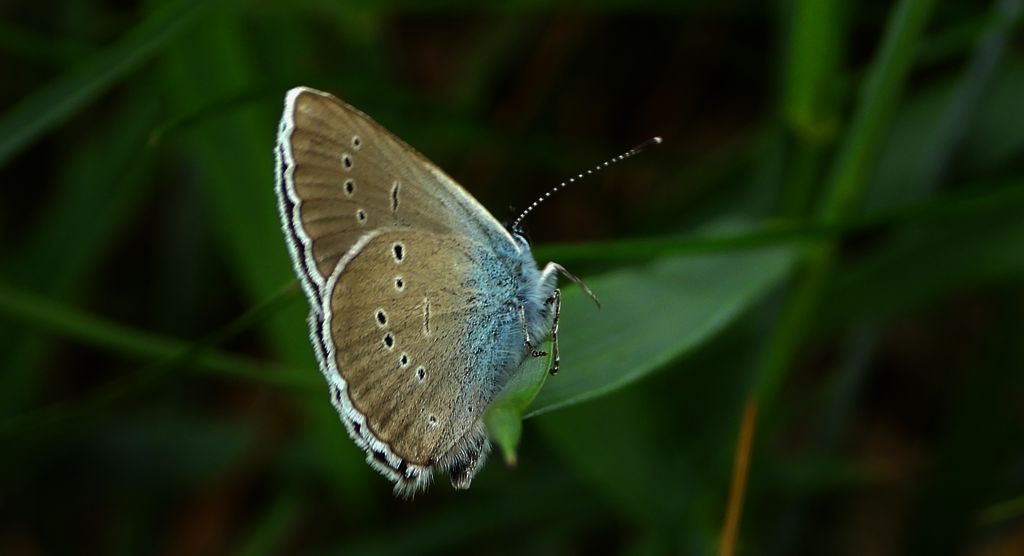 Modraszek semiargus (Polyommatus semiargus)