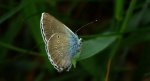 Modraszek semiargus (Polyommatus semiargus)