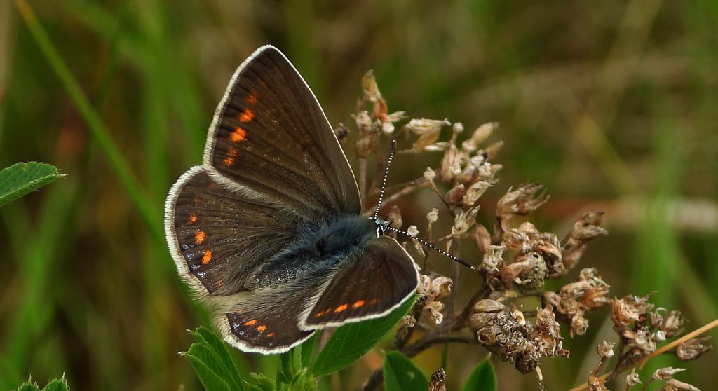 Modraszek ikar (Polyommatus icarus)