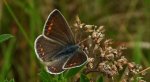 Modraszek ikar (Polyommatus icarus)
