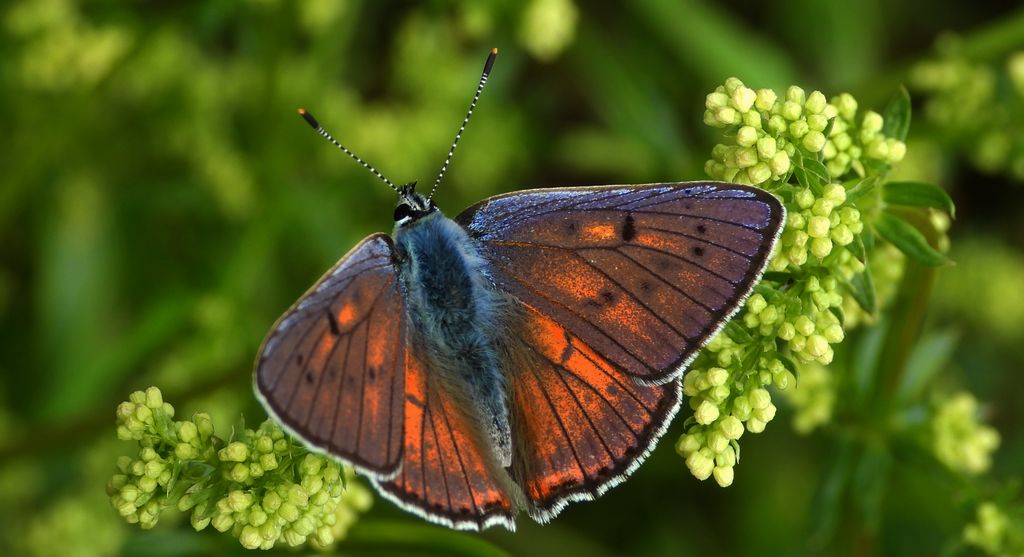 Czerwończyk zamgleniec (Lycaena alciphron)