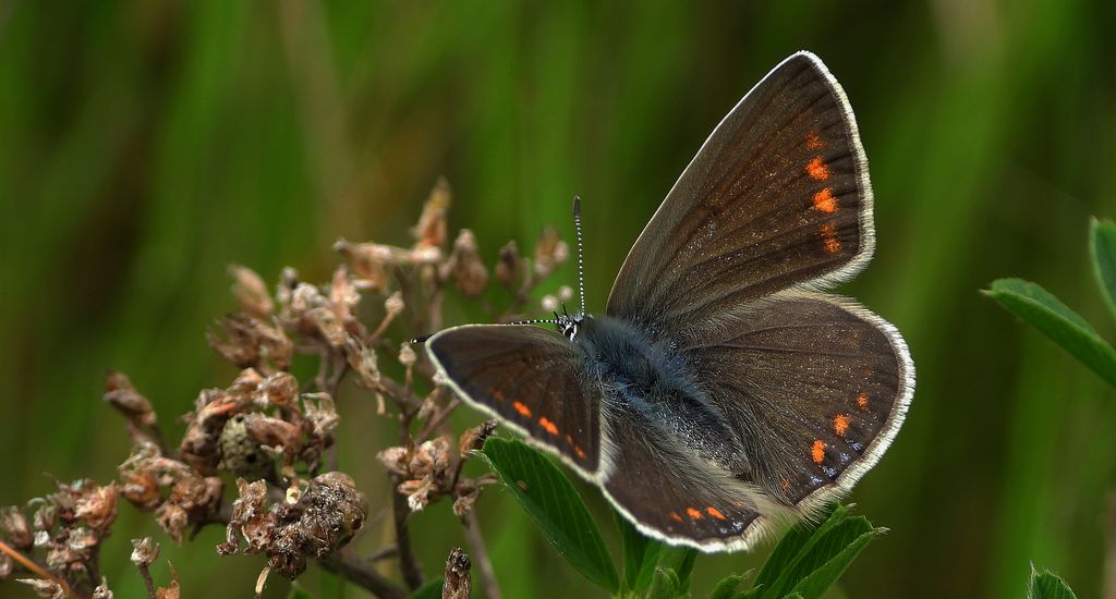 Modraszek ikar (Polyommatus icarus)