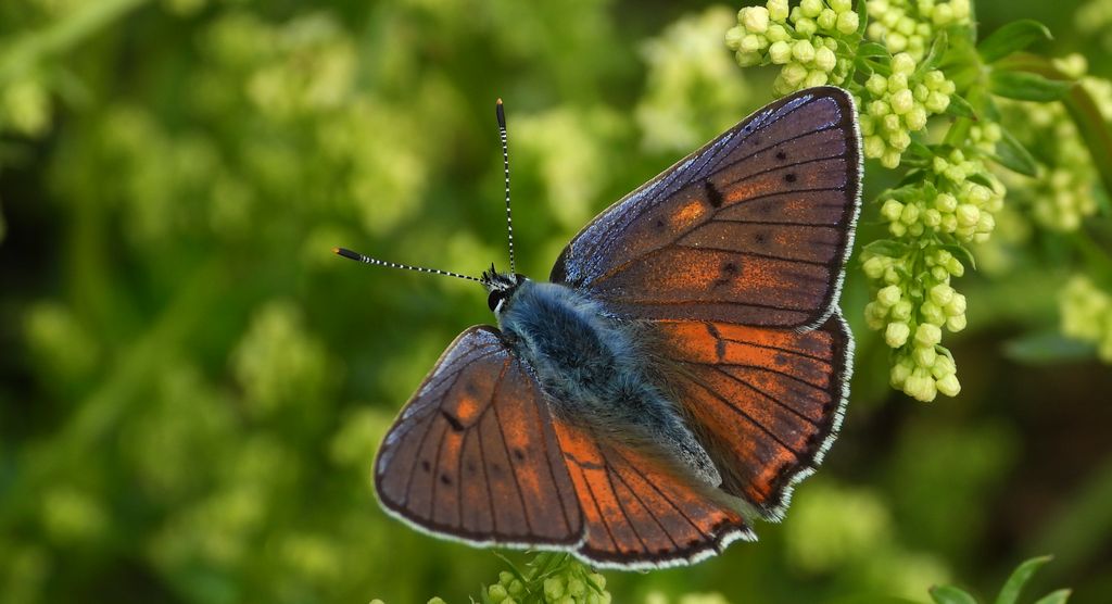 Czerwończyk zamgleniec (Lycaena alciphron)
