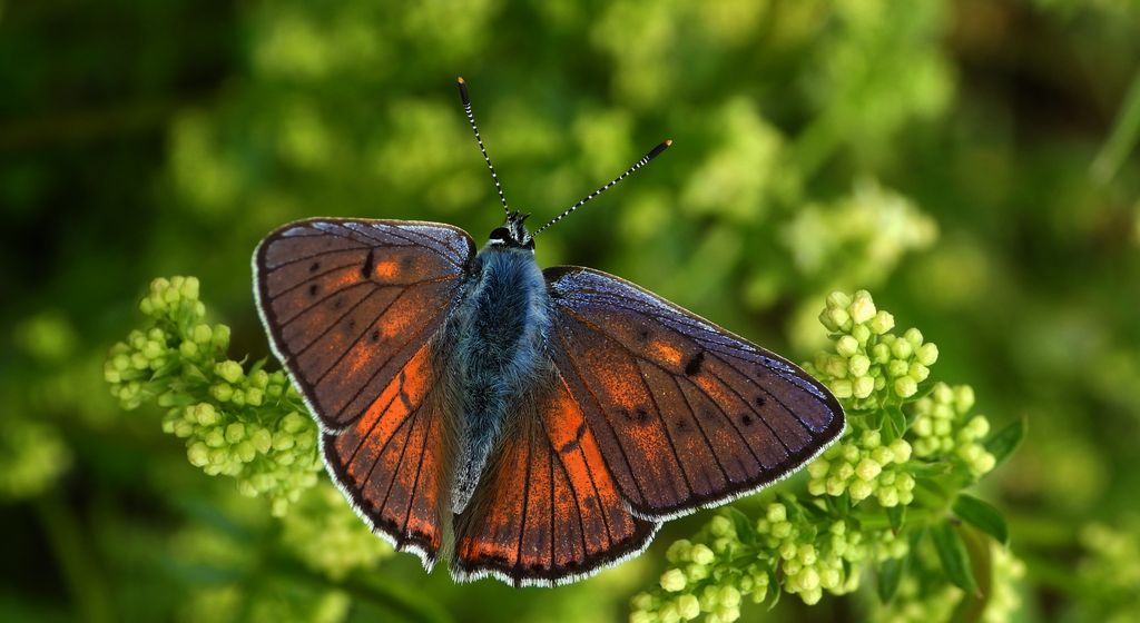Czerwończyk zamgleniec (Lycaena alciphron)