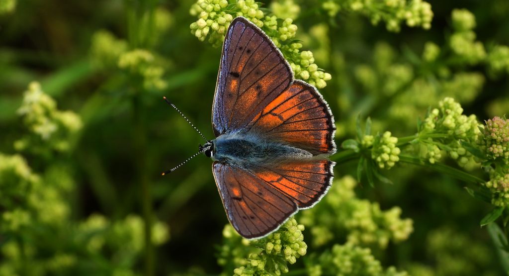 Czerwończyk zamgleniec (Lycaena alciphron)