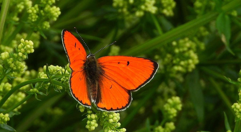 Czerwończyk nieparek, czerwończyk większy (Lycaena dispar)