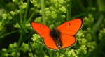Czerwończyk nieparek, czerwończyk większy (Lycaena dispar)